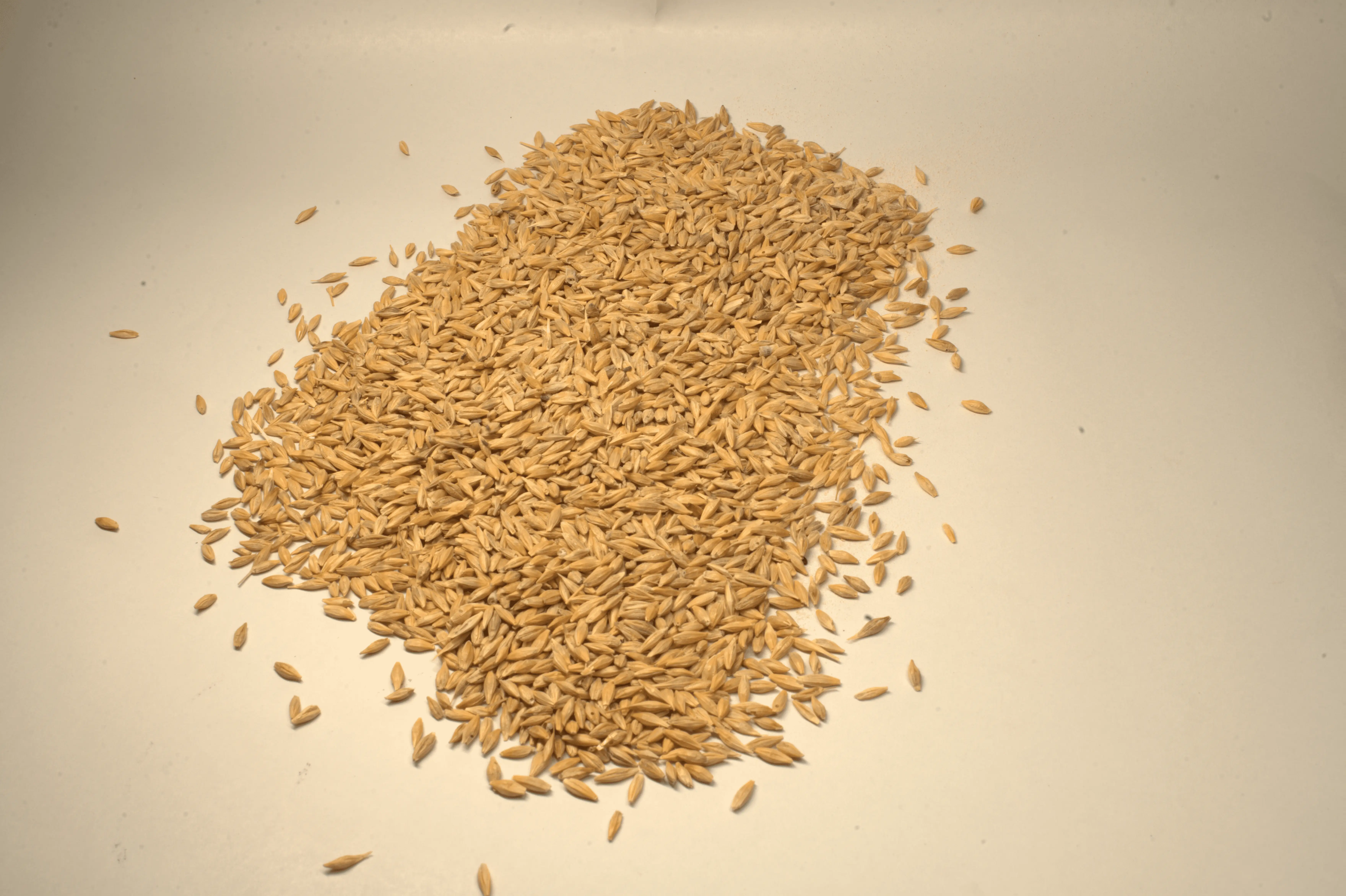 Barley