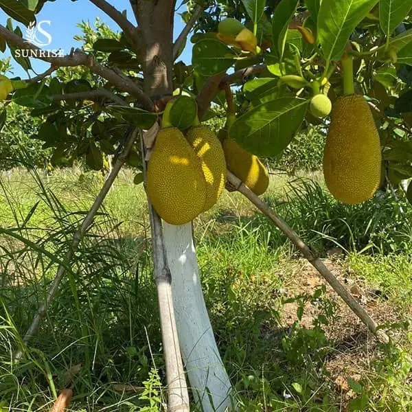 Fresh Jackfruit from Vietnam