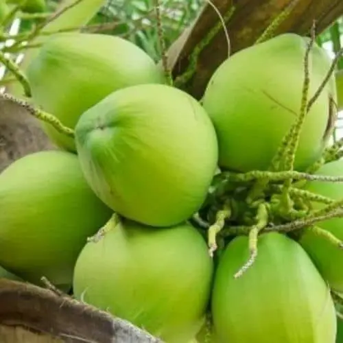 Green Fresh Tender Coconut