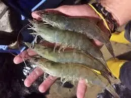 Guatemalan Shrimp