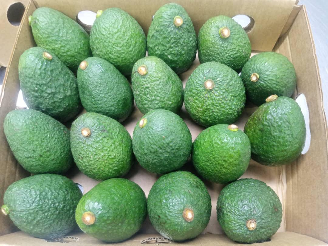 Avocado(all varieties)