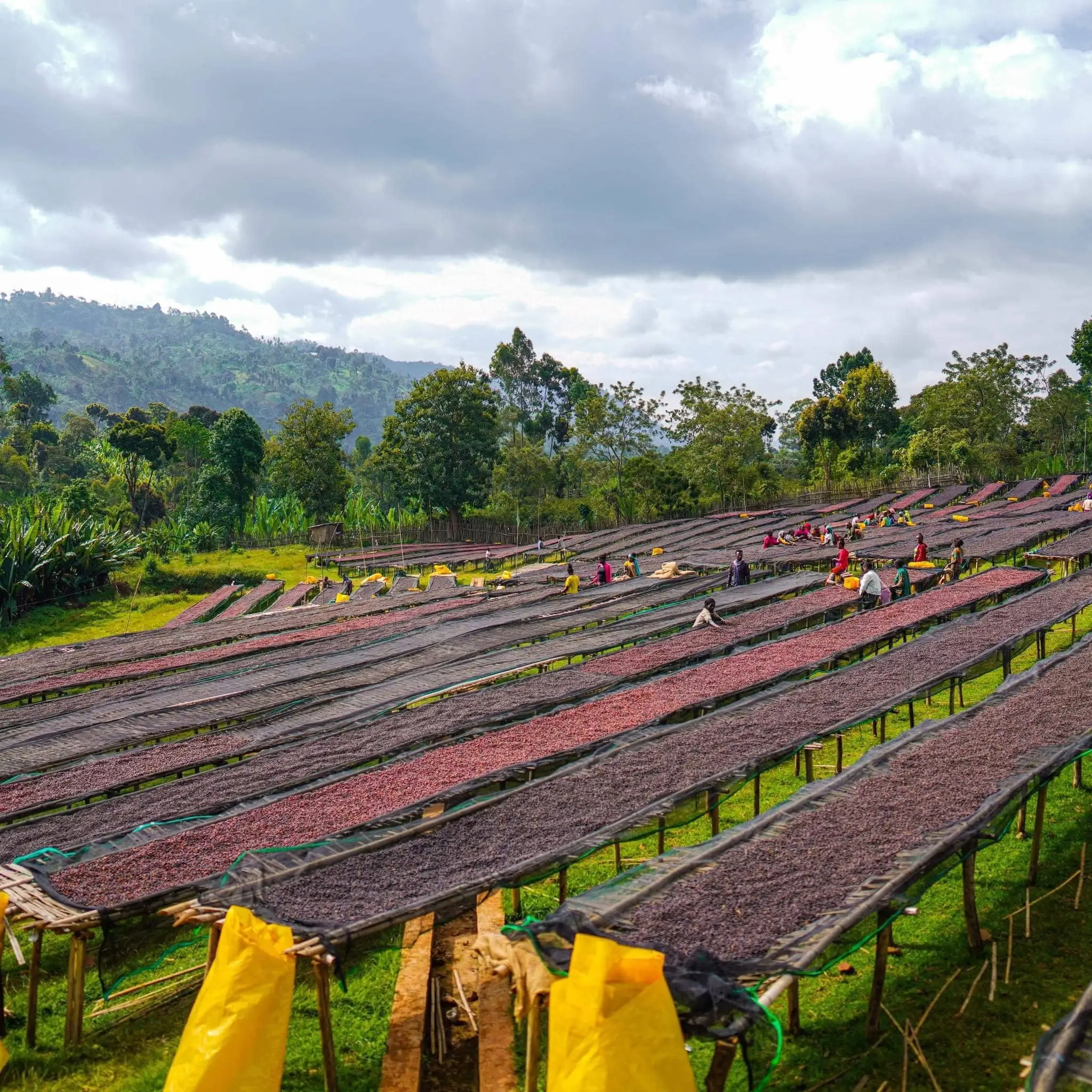 Ethiopian Premium Coffee