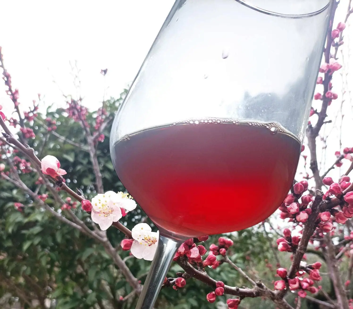 Mix Wine, Red Wine, extravirgin oil olive