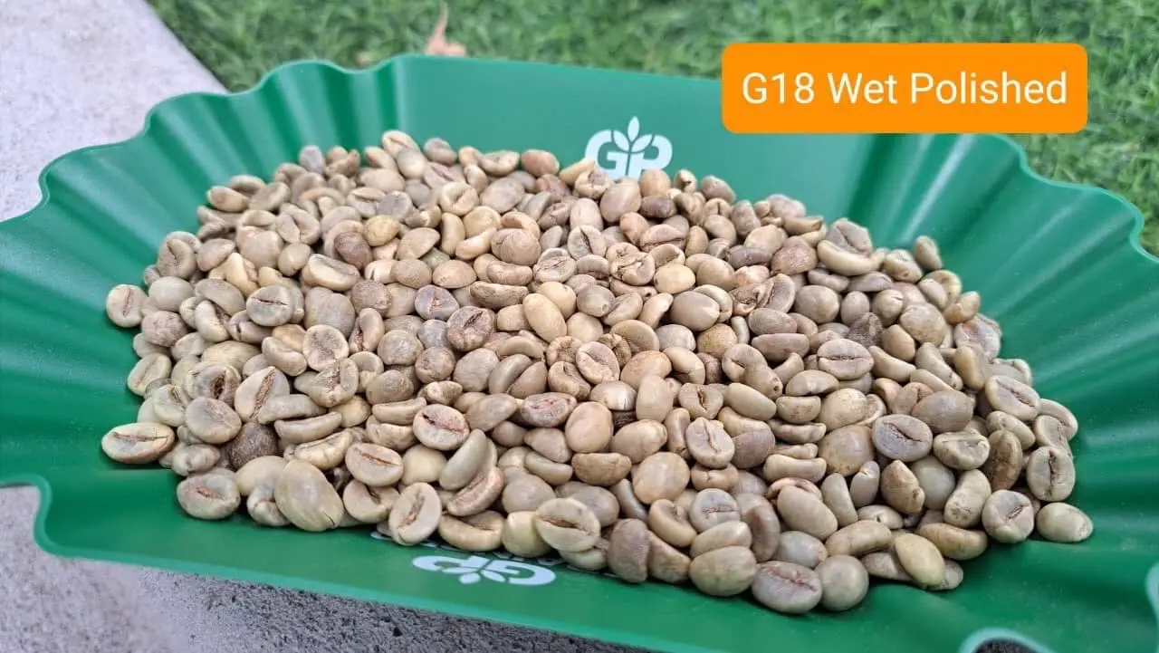 Robusta Wet Polished