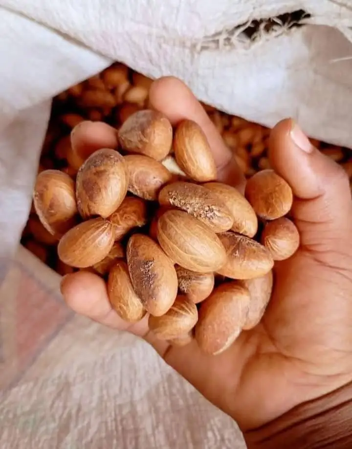 Kola nut
