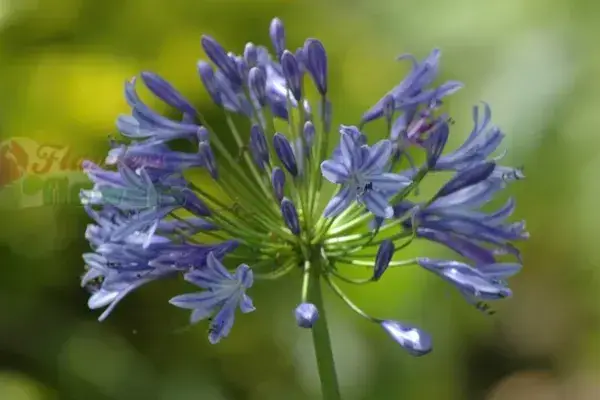 AGAPANTHUS TRIUMPHATOR