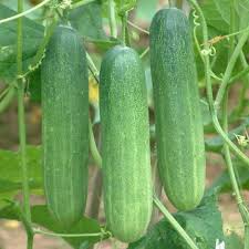 Cucumber