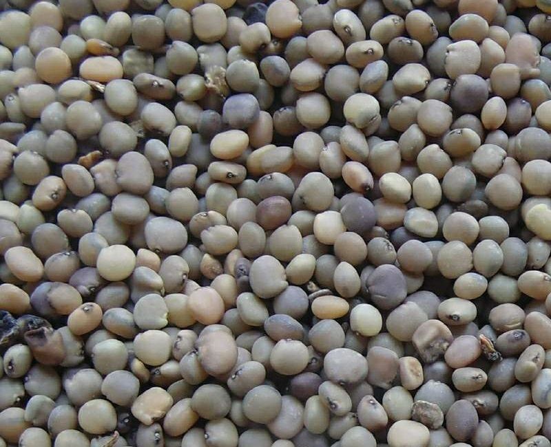 Guar seeds