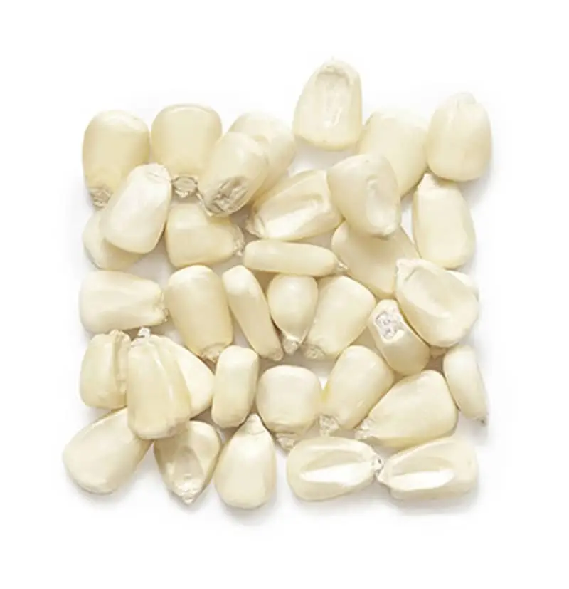 White Corn Maize