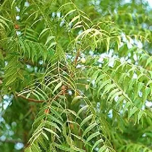 Neem  Tree