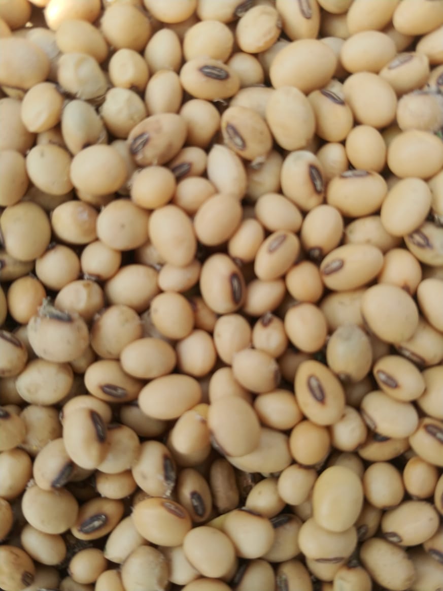 Soya Beans