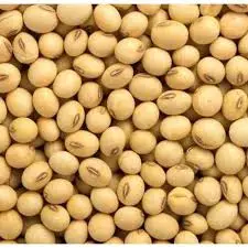 Soybean
