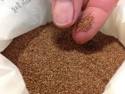 Brown Teff