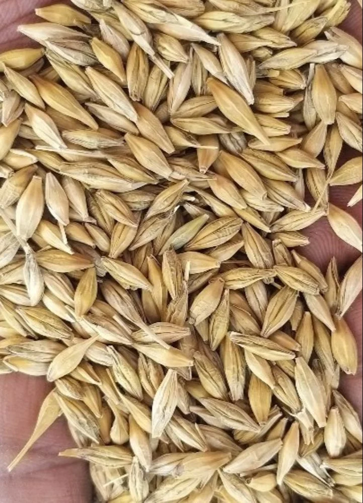 Whole Barley