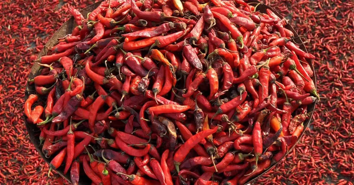 HOT CHILLI PEPPER
