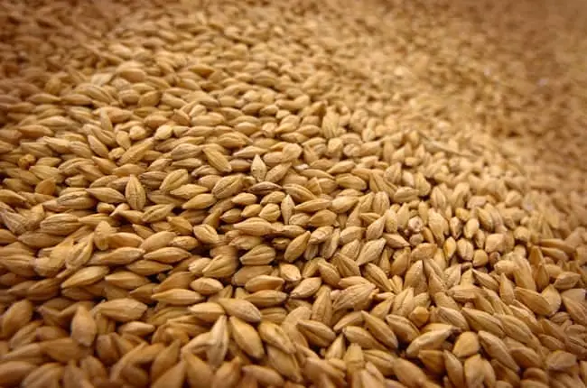 Soft wheat