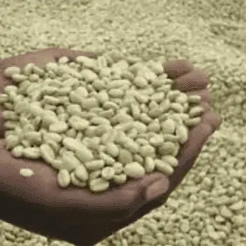 Kenyan green coffee bean arabica and Robusta best quality