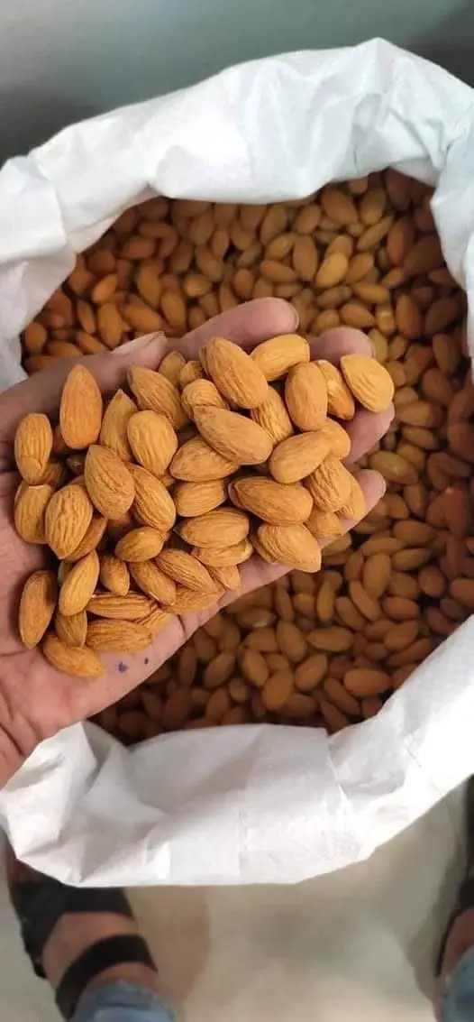 Almond Nuts For Sale