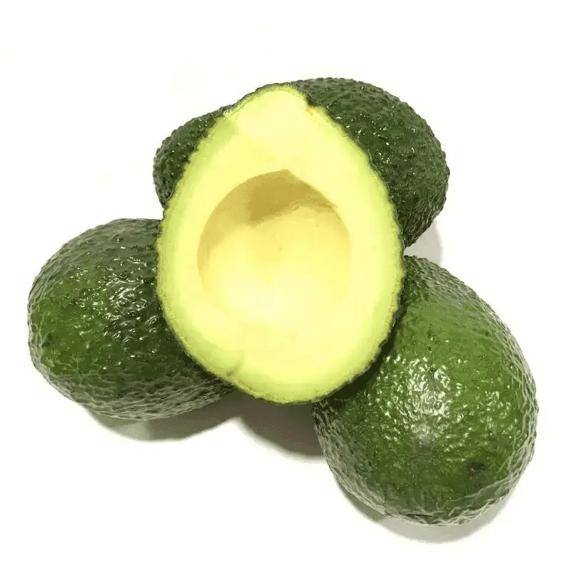 High Quality Fresh Avocado