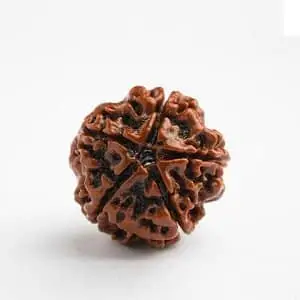 5 mukhi Rudraksha