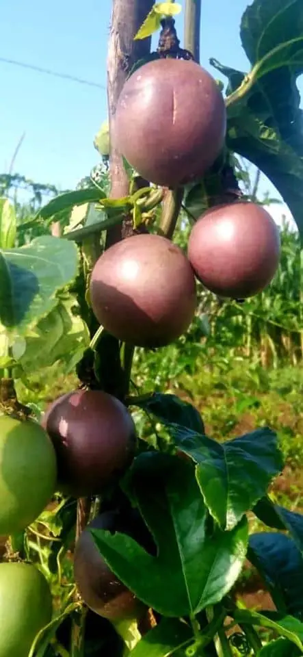 Passion fruit