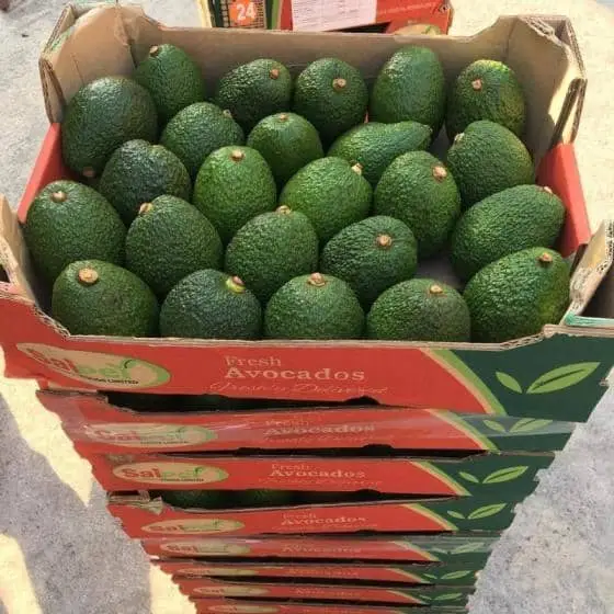 Fresh Avocado / Hass Avocado/Fuerte Avocado