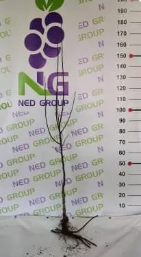 APPLE TREE with brances