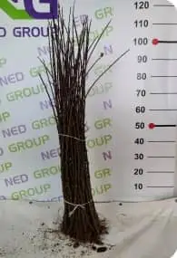 M9-T337 apple rootstock