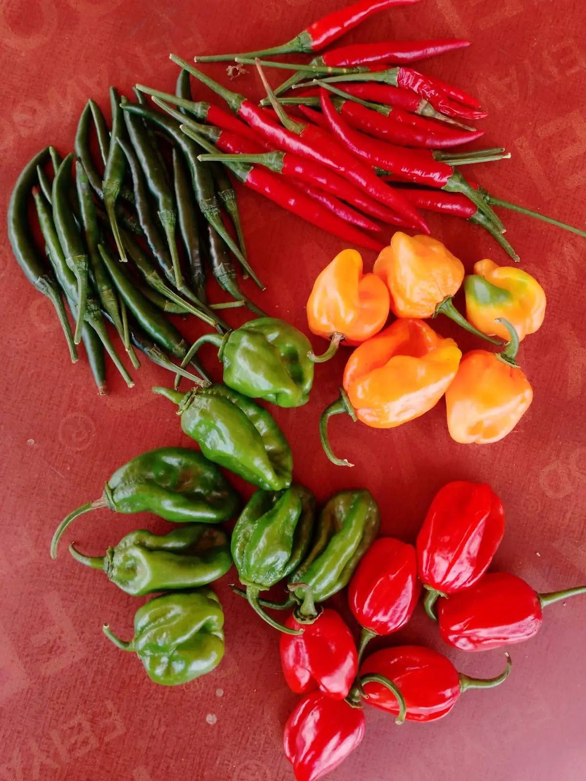 Fresh bird eye chilli