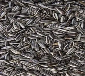Striped Sunflower Seeds