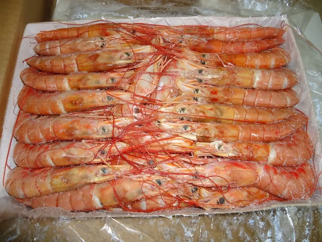 Frozen Shrimps