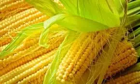 Fresh Corn – Malaysia Wholesale Supplier