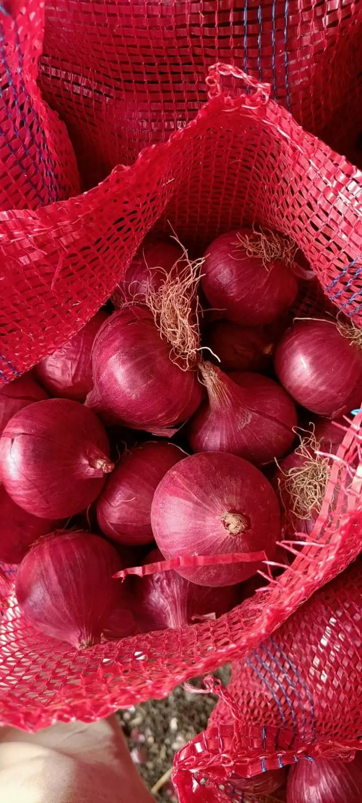 Fresh Onion