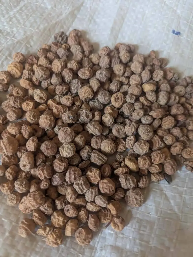tiger nuts