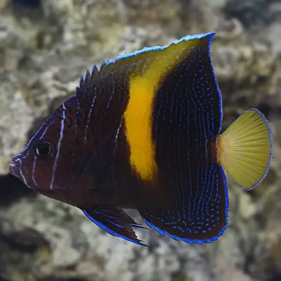 Halfmoon AngelFish (Yellowbar angelfish)