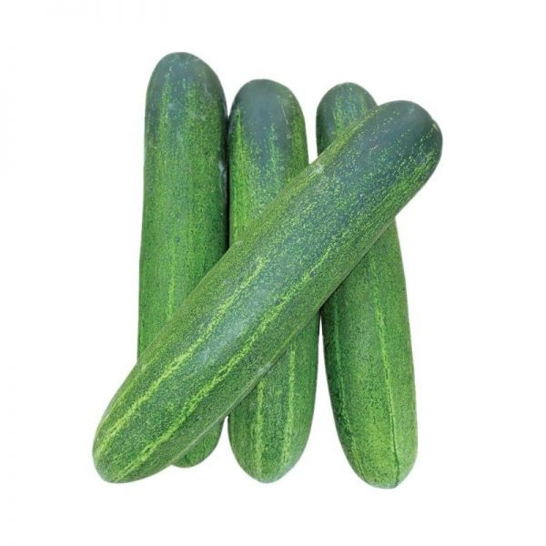 Fresh Cucumber – Malaysia Wholesale Supplier