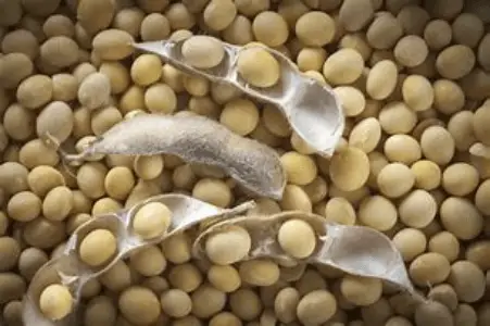 SOYBEAN