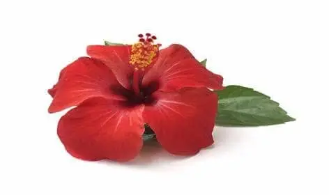 Hibiscus