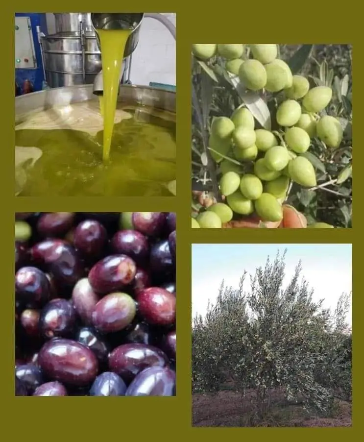 Bulk Extra Virgin Olive Oil