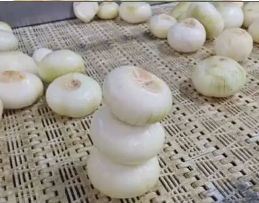 Onion Whole