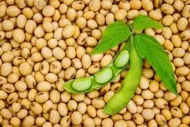 Soybean
