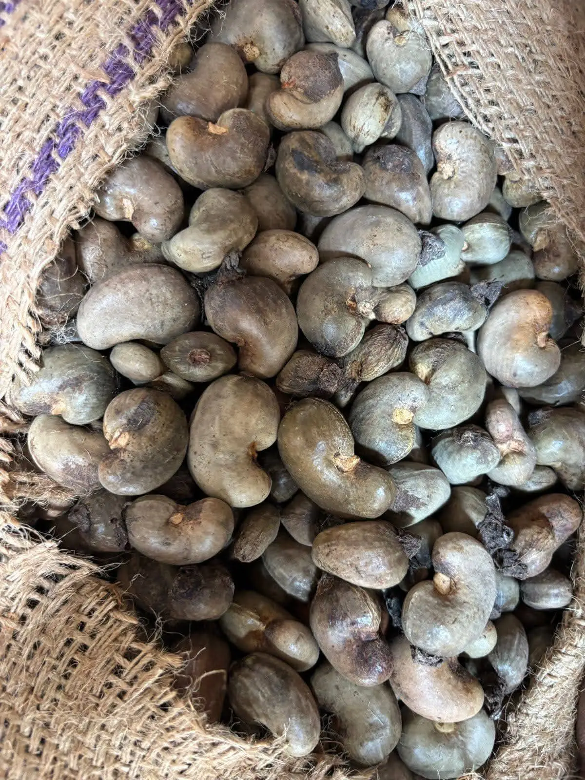 Raw Cashew Nuts