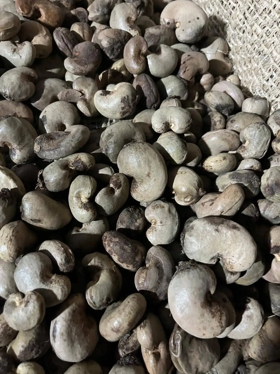 Raw Cashew Nuts