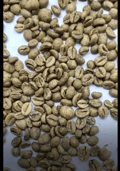 SUMATERA ROBUSTA COFFEE BEAN