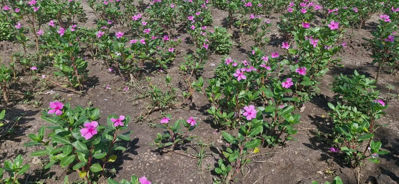 Vinca Rosea Dry Leaves