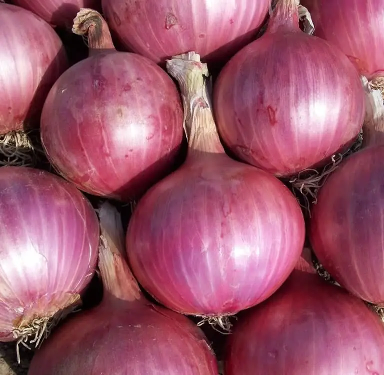 Export Quality Red Onion