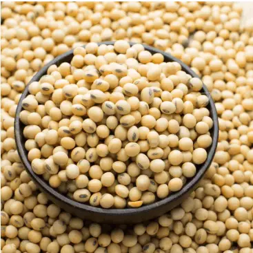 Soyabean