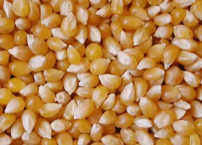 High Quality Yellow Corn Maize for human Consumption
