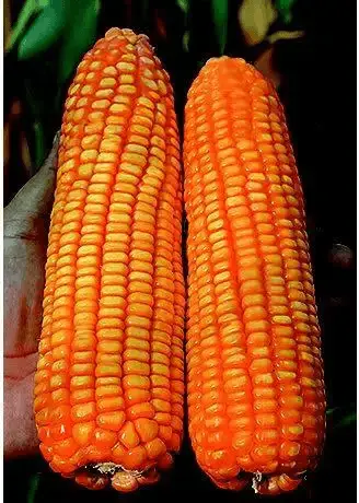 yellow corn for popcorn