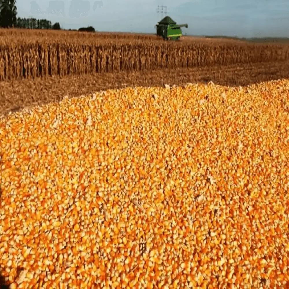 Yellow corn for animal feed